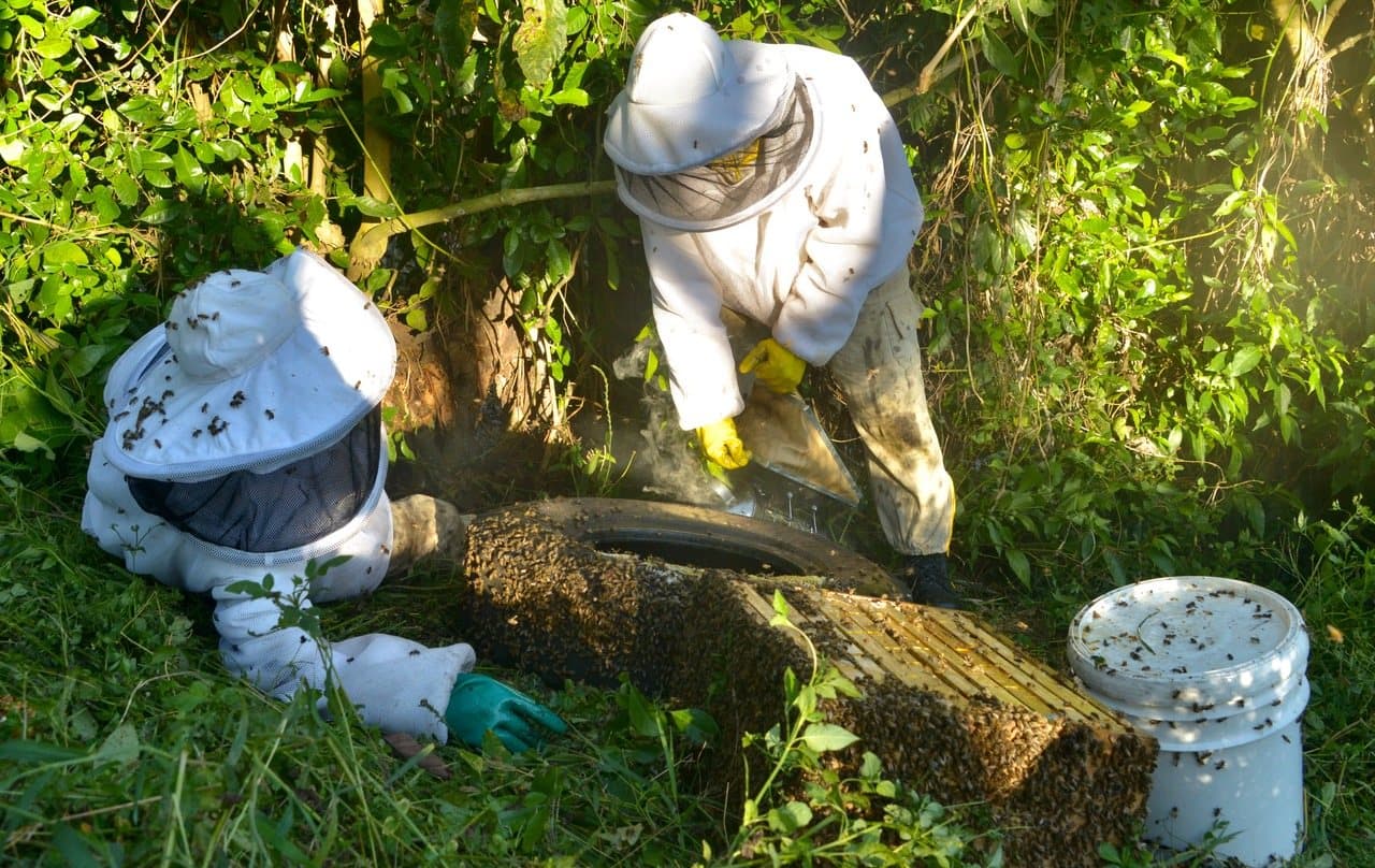 Apicultor de D'ABEJAZ sosteniendo un panal