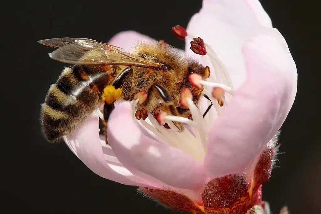 Abeja polinizando una flor