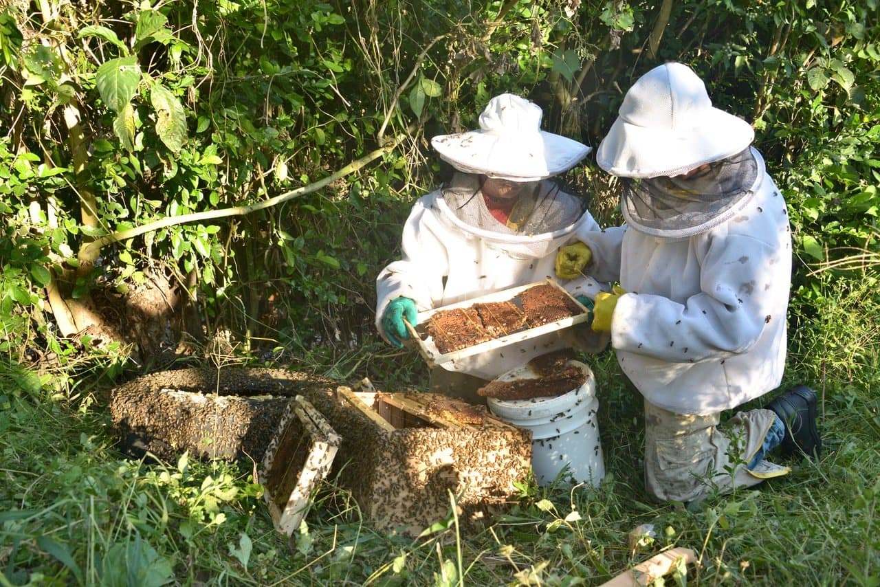 Dos apicultores trabajando una colonia en campo.